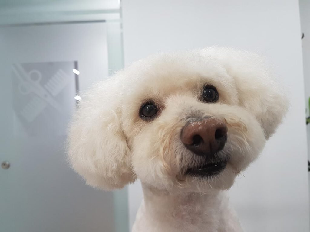 Foto de caniche blanco en estetica canina en Mexico